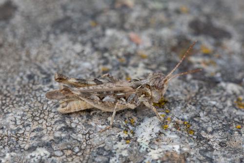 Dociostaurus jagoi occidentalis